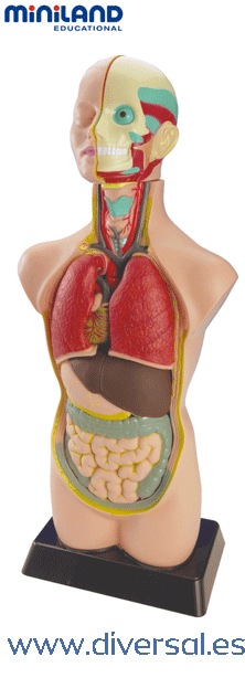 SET ANATOMÍA 11 PIEZAS (50 cm)