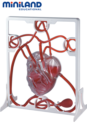 CORAZÓN - SISTEMA CIRCULATORIO. 