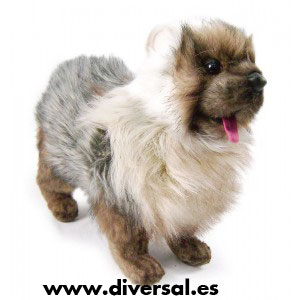 7837_perro-chow-chow-tus-amigos