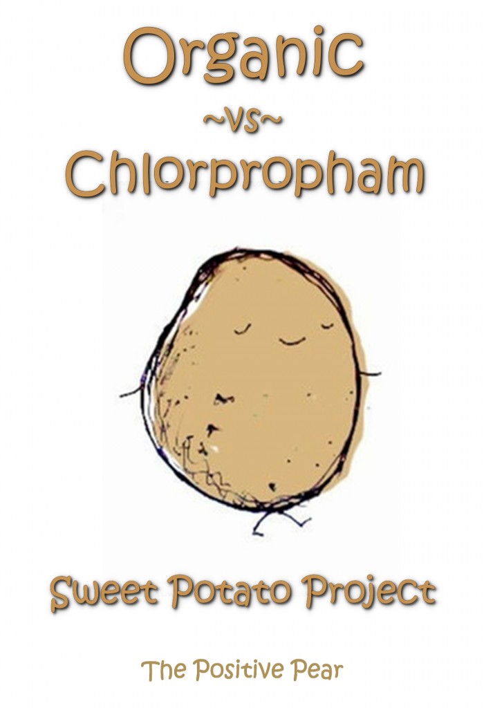 organic-vs-chlorpropham-sweet-potato-project