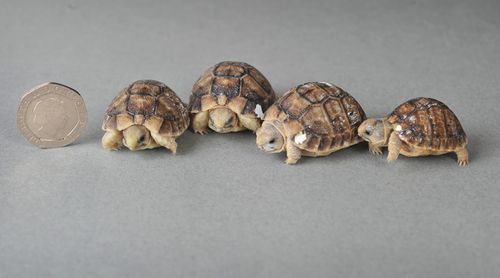 tortugas de tierra baby