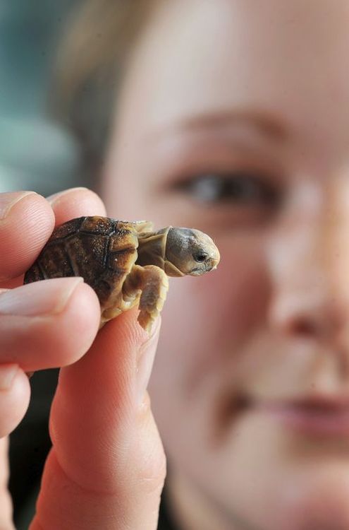 tortugas de tierra baby