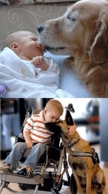 recien nacido con perro